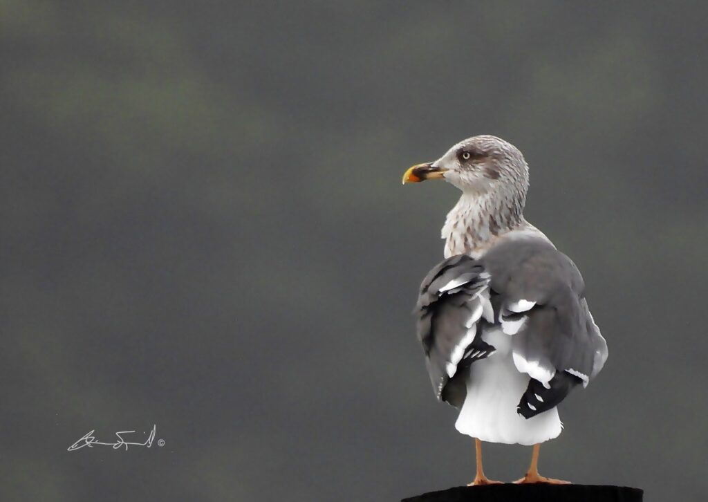 Lesser Black-Backed Gull by Brian Squibb